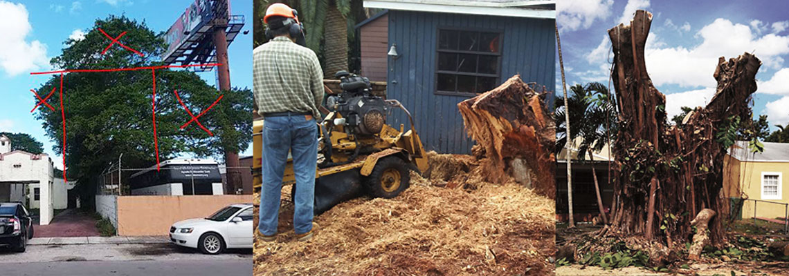 Tree Services