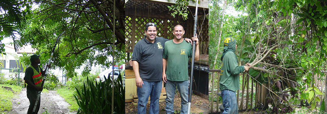 Tree Removal