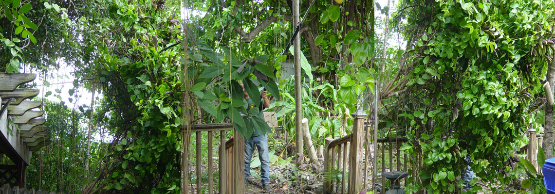 Tree Trimmer