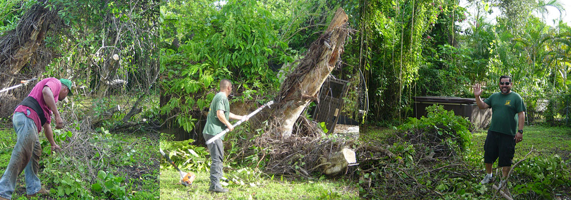 Tree Removal Services