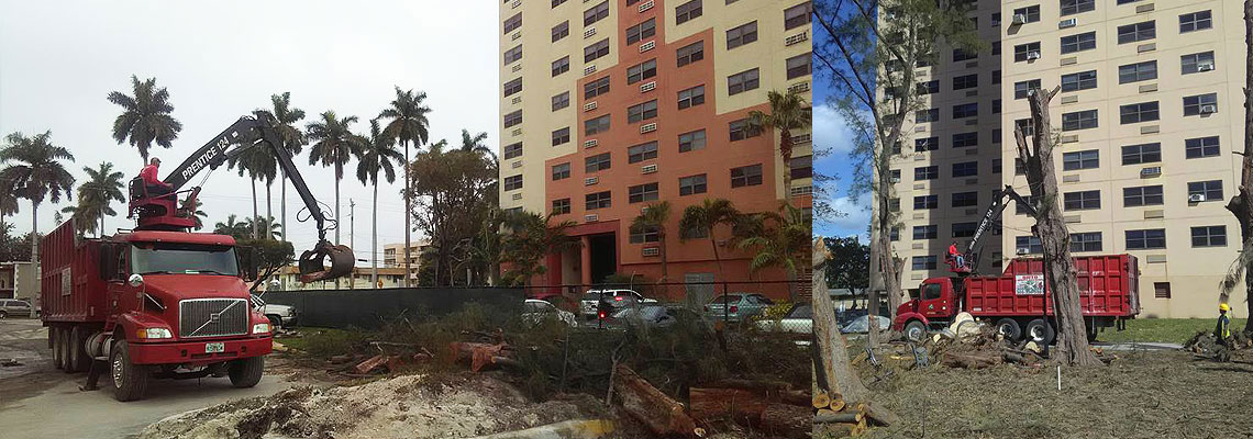 Tree Removal Services