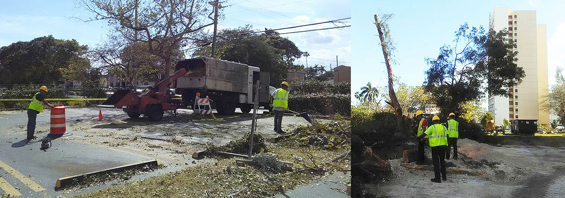 Tree Removal Services