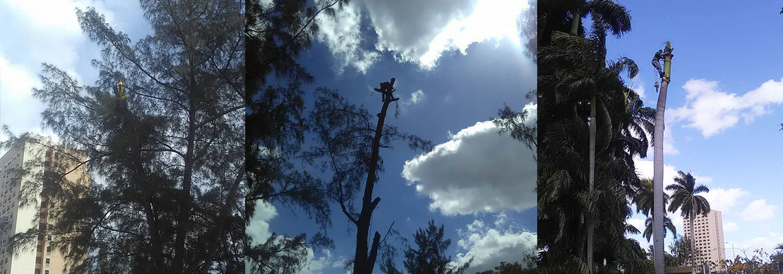 Tree Removal Services